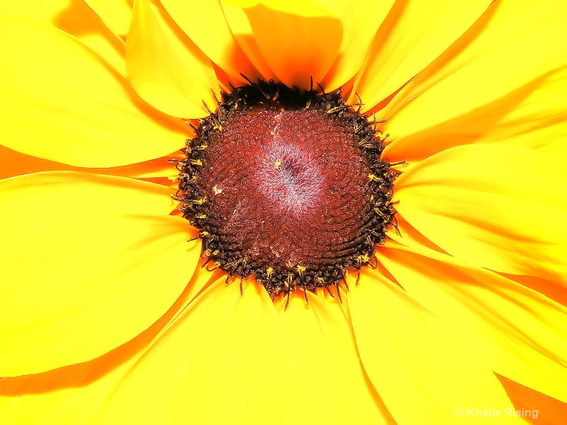 Blinding Sunflower