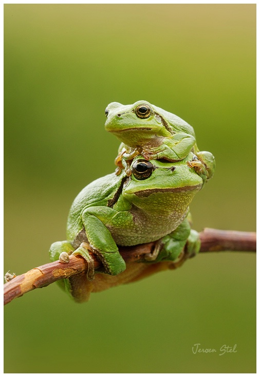 European Tree Frogs-Hyla arborea