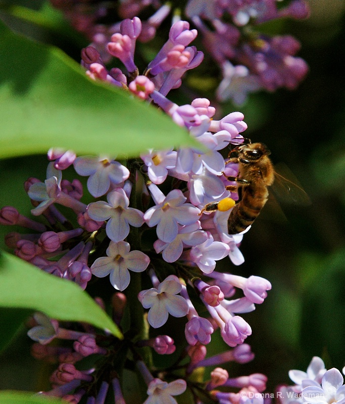 Oh, These Lilac Blossoms  Are So Aromatic