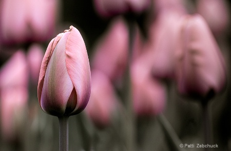 Muted Blooms 