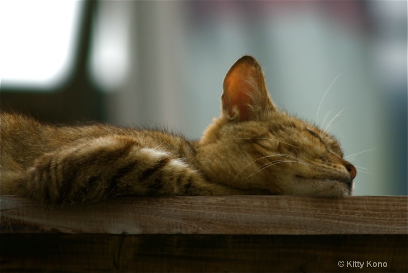 Sleeping Cat - ID: 8440971 © Kitty R. Kono
