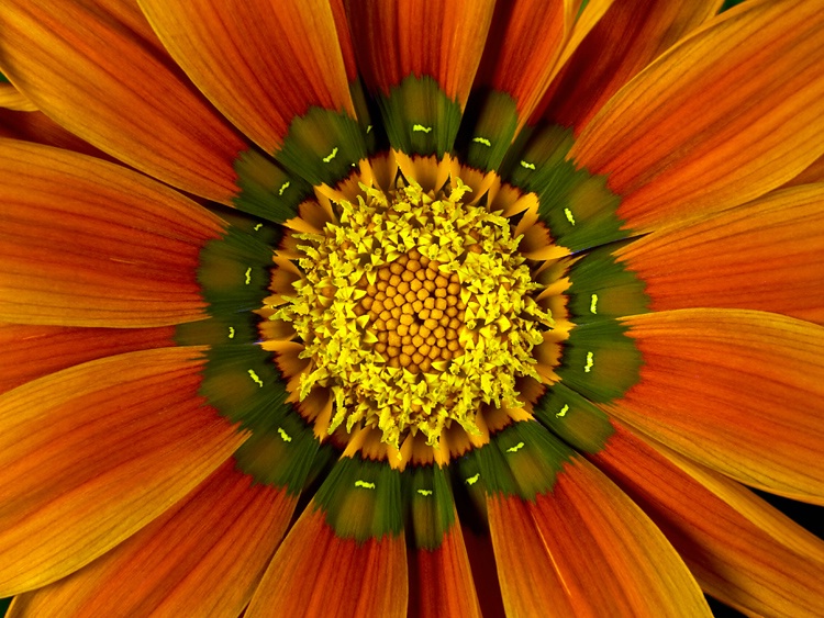 Gazania