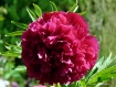 It's a Peony....