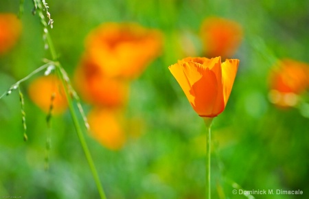 POPPIES AND GRASSES