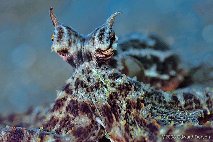 Mimic Octopus_1 - ID: 8449037 © Edward Dorson