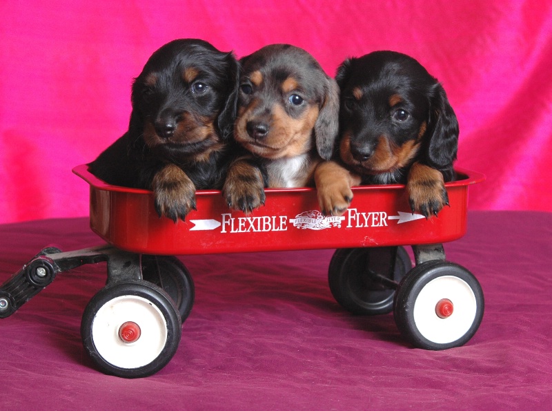 ~Doxie's in a Wagon~