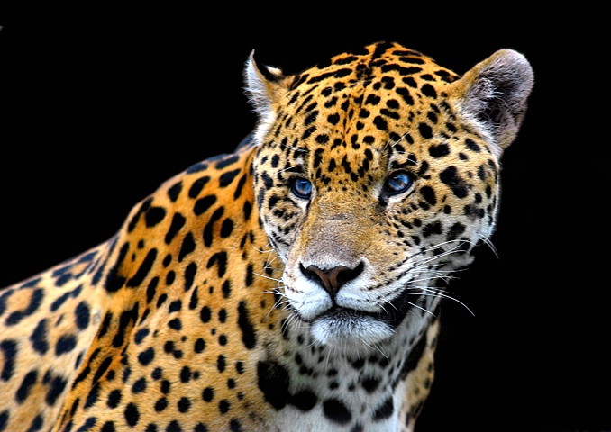 Spotted Jaguar - ID: 8450312 © Eric Highfield