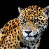 2Spotted Jaguar - ID: 8450312 © Eric Highfield