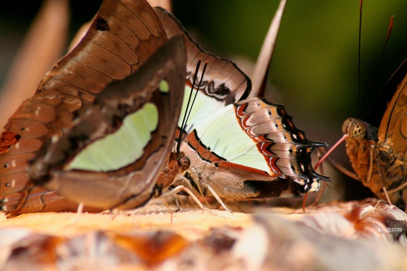 Mariposa II