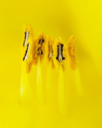 iiiiii