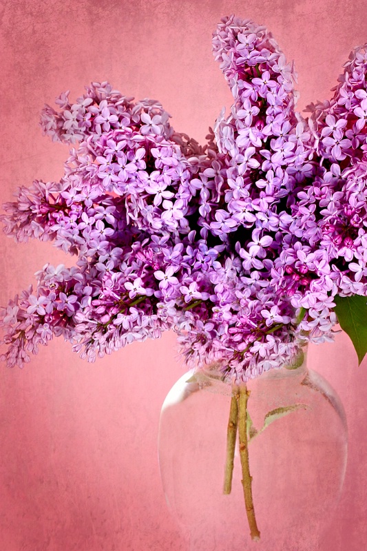 Lilacs