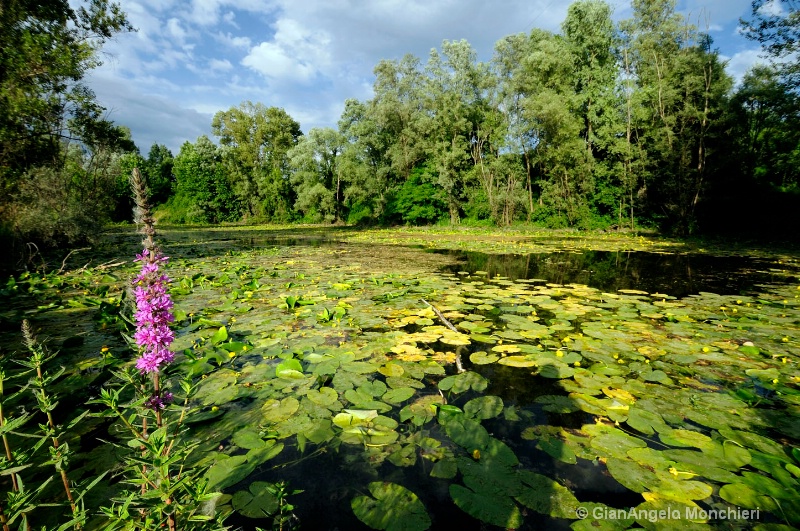 pond