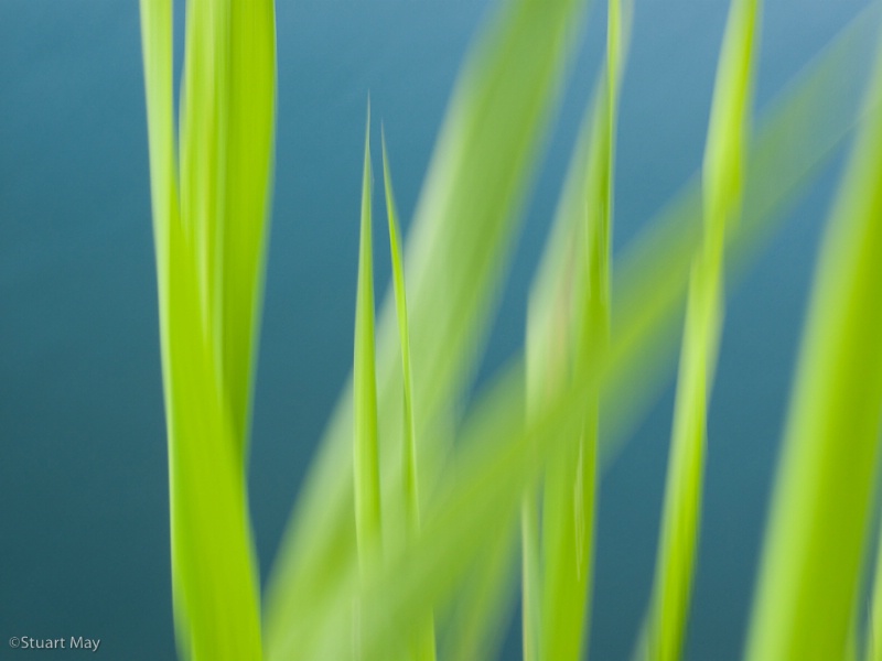 river grass 1 - ID: 8455796 © Stuart May
