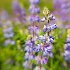 © Stuart May PhotoID# 8455809: lupin sway 2