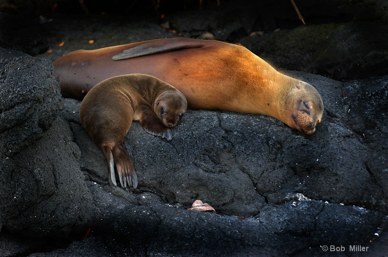 Seals at Sunset - ID: 8456786 © Bob Miller