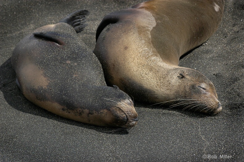 Sleeping Seals - ID: 8456789 © Bob Miller