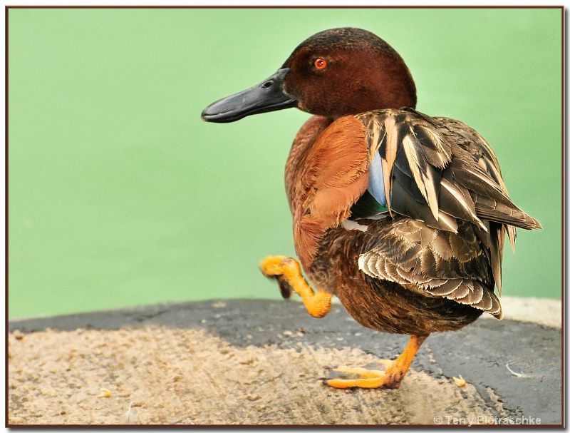 The Little Duckling - ID: 8457317 © Terry Piotraschke