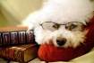 Dog Tired