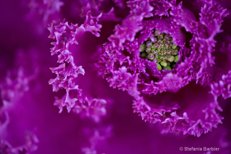 a flower - ID: 8458602 © Stefania Barbier