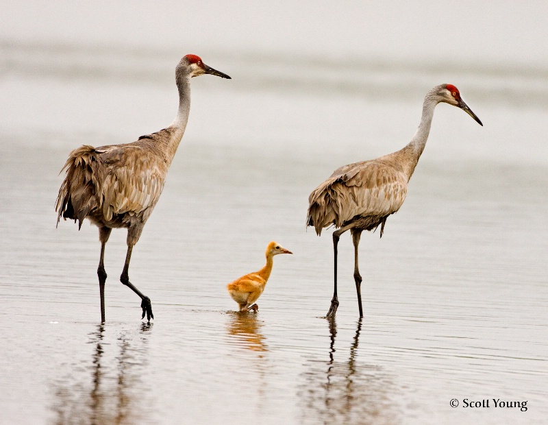 Sandhill Family; Myakka River State Park, FL - ID: 8459629 © Richard S. Young