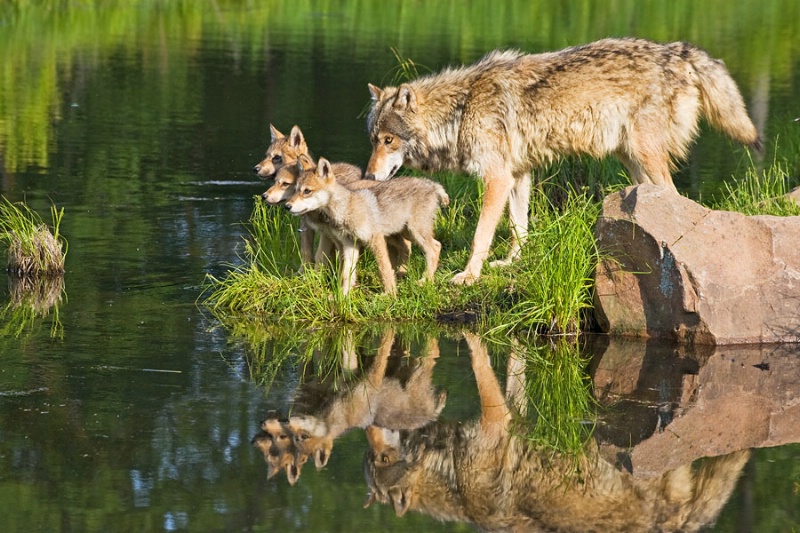 Gray Wolf and Pups