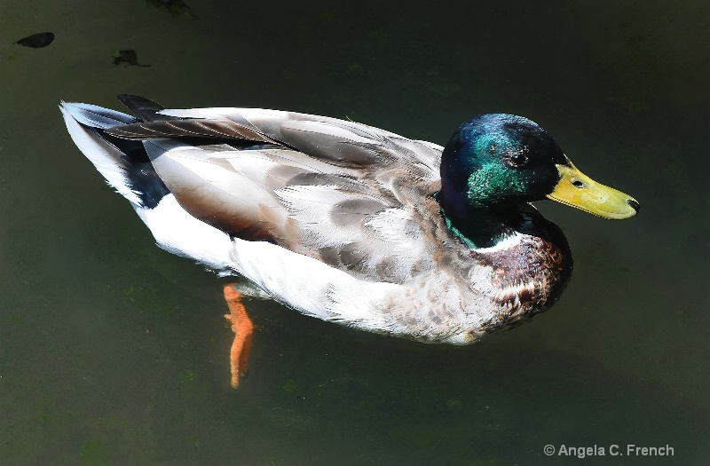 Mallard Profile