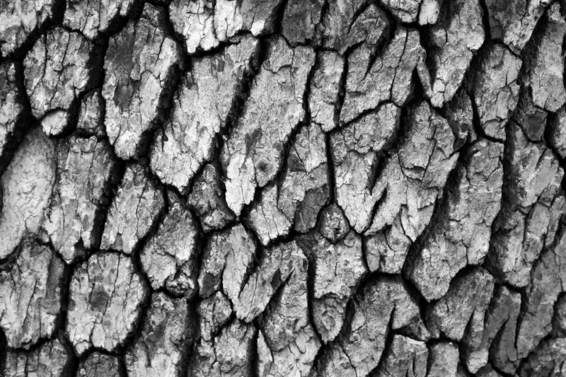 Texture of a Tree in B&W