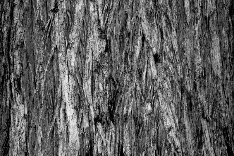 Texture of an Oak in B&W