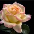 © Endre Balogh PhotoID # 8462022: Perfect Rose