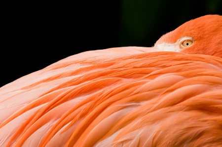 Flamingo Eye and Feathers