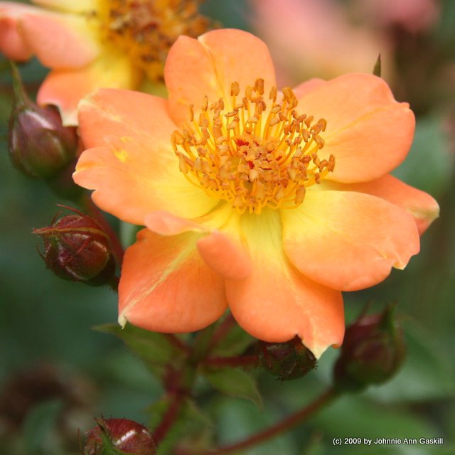 Peach-colored Rose