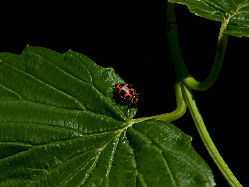 Ladybug all Dressed in Red . . .