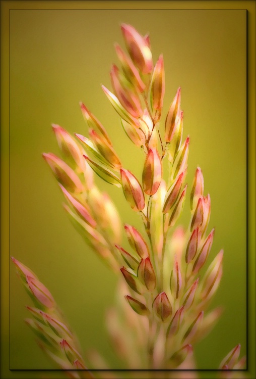 In  The  Meadow