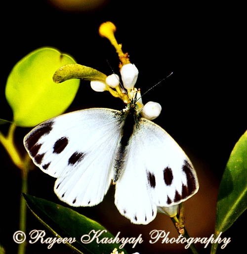 My First image of Butterfly