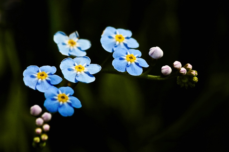 Forget-me-not