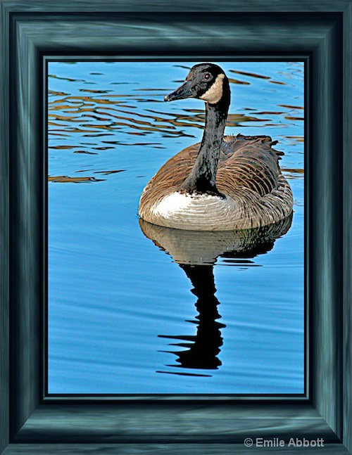 Framed Duck - ID: 8466740 © Emile Abbott
