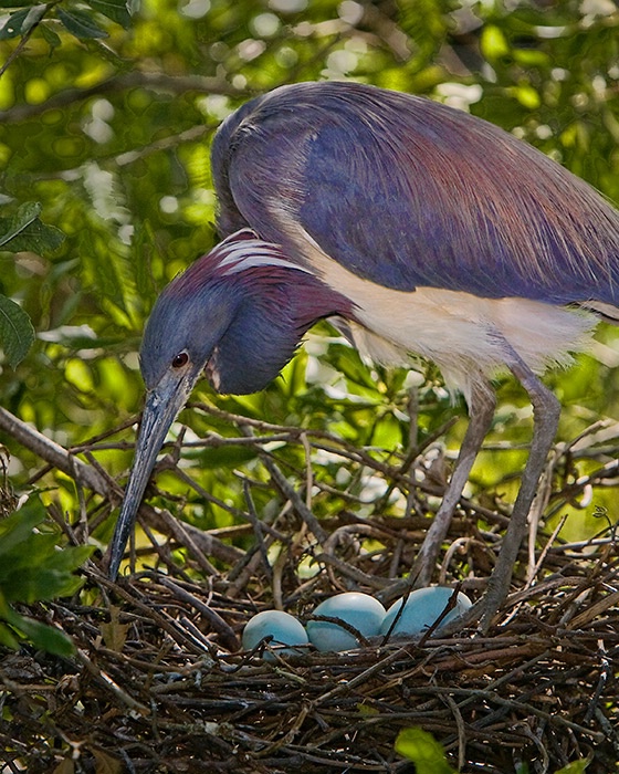 Tricolored Heron with Eggs