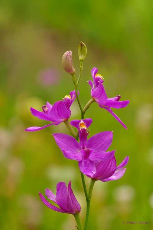 Purple Bouquet