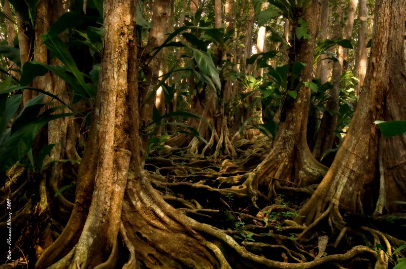 Pterocarpus Forest