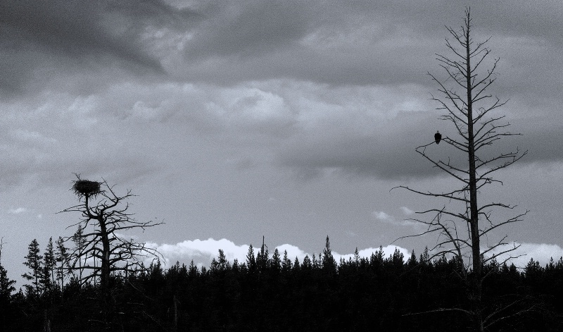 Eagle and Nest in Black and White