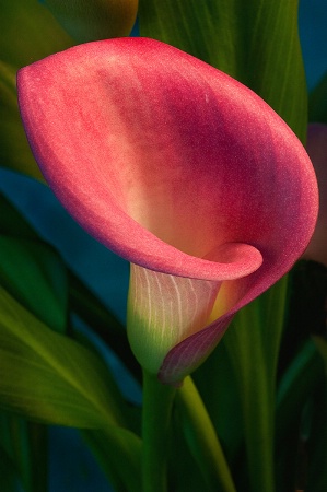 Cala Lily