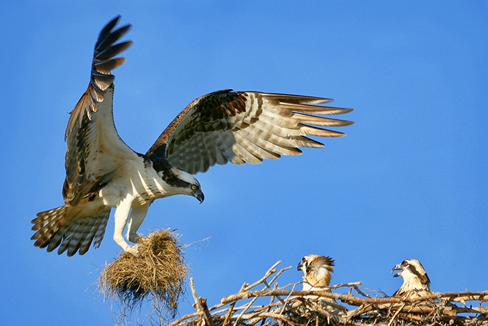 Osprey Returning to Chicks