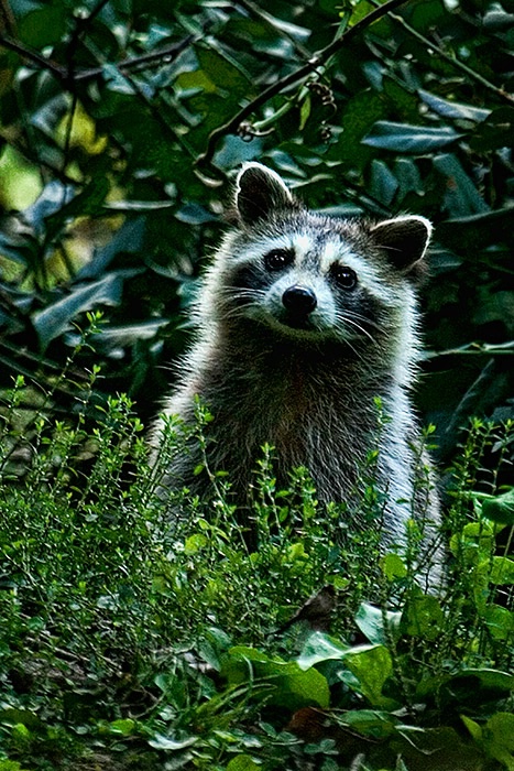 Reversed Mask Raccoon