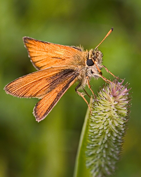 Skipper Butterfly
