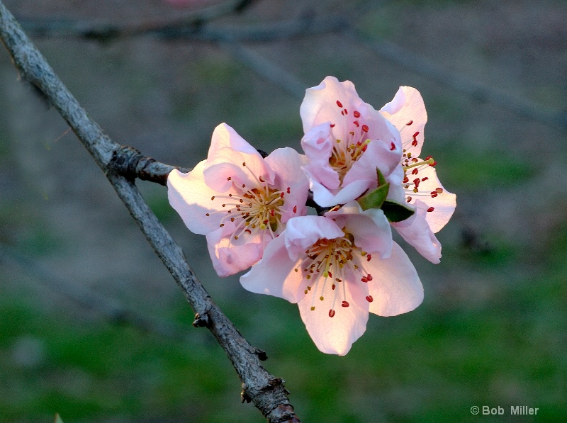 Backlit Apple Blossom - ID: 8473949 © Bob Miller