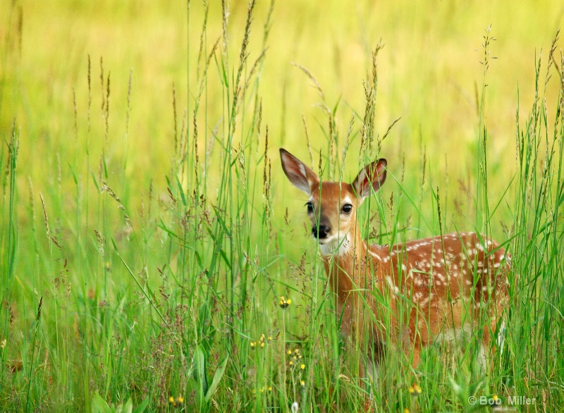 Fawn #2 - ID: 8474563 © Bob Miller