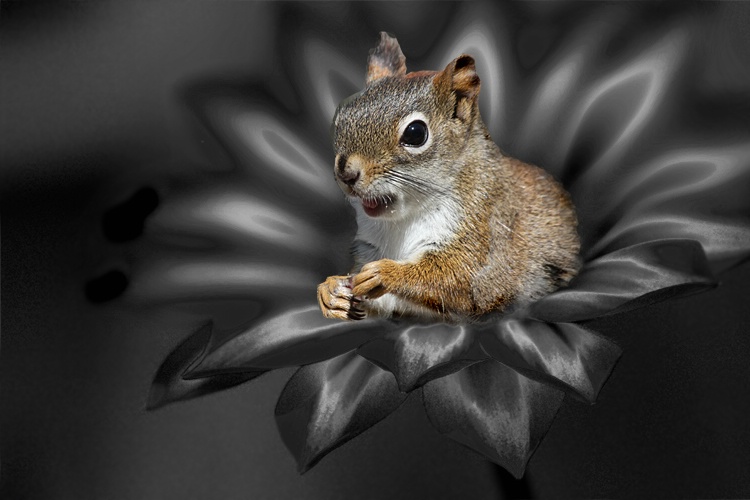 Squirrley Flower