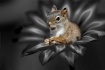 Squirrley Flower