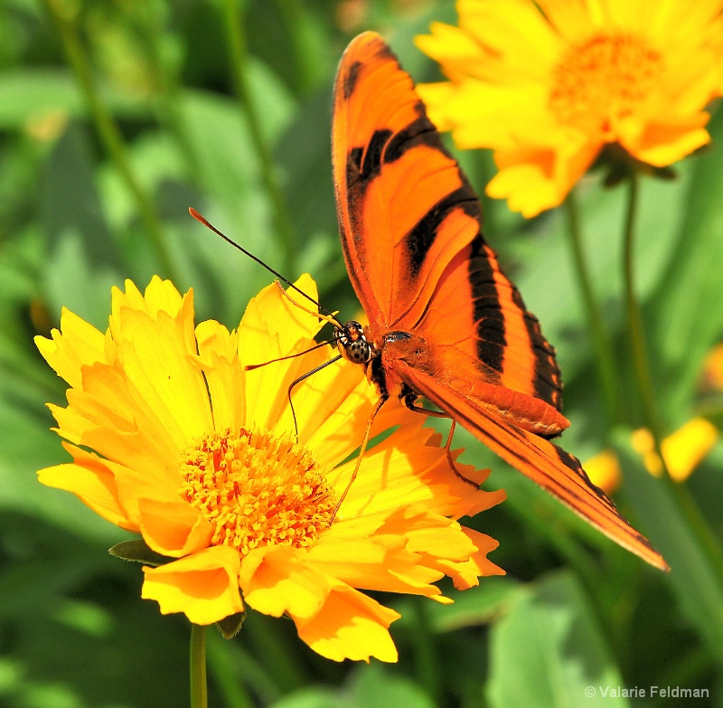 Orange Tiger Longwing