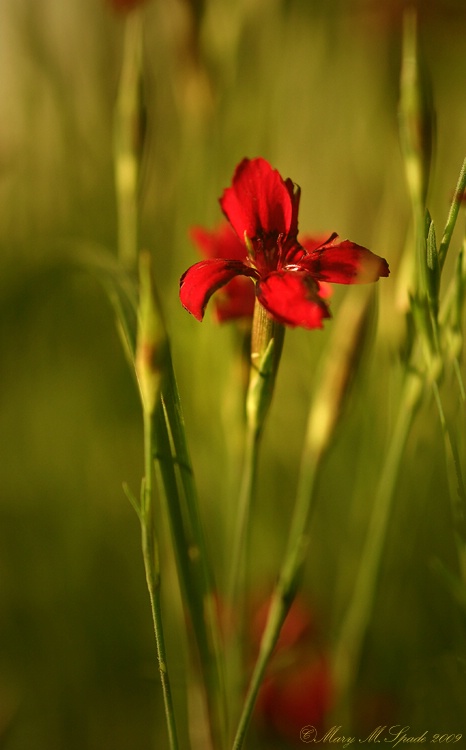 Dianthus